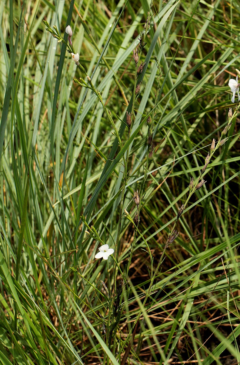 Striga pubiflora Striga pubiflora