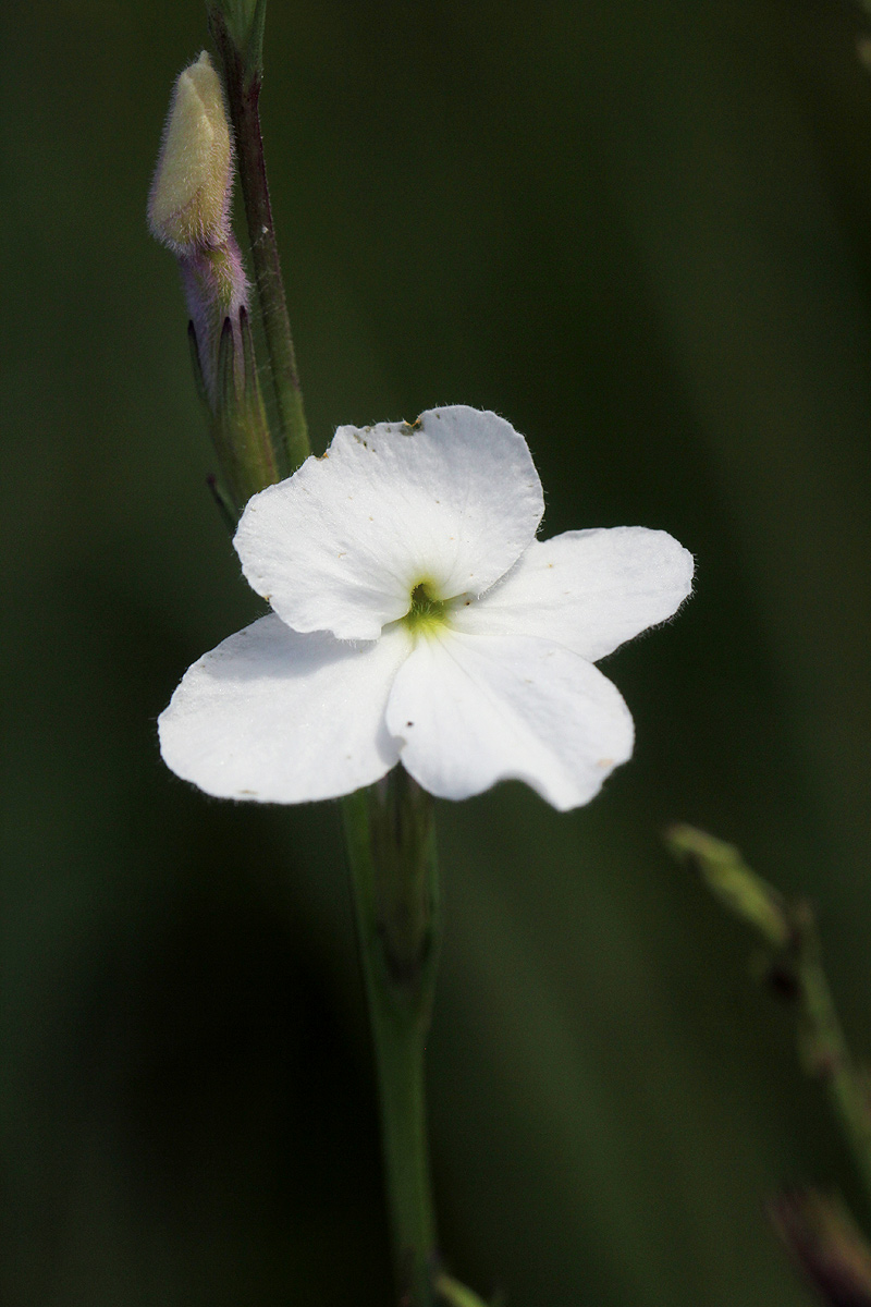 Striga pubiflora Striga pubiflora