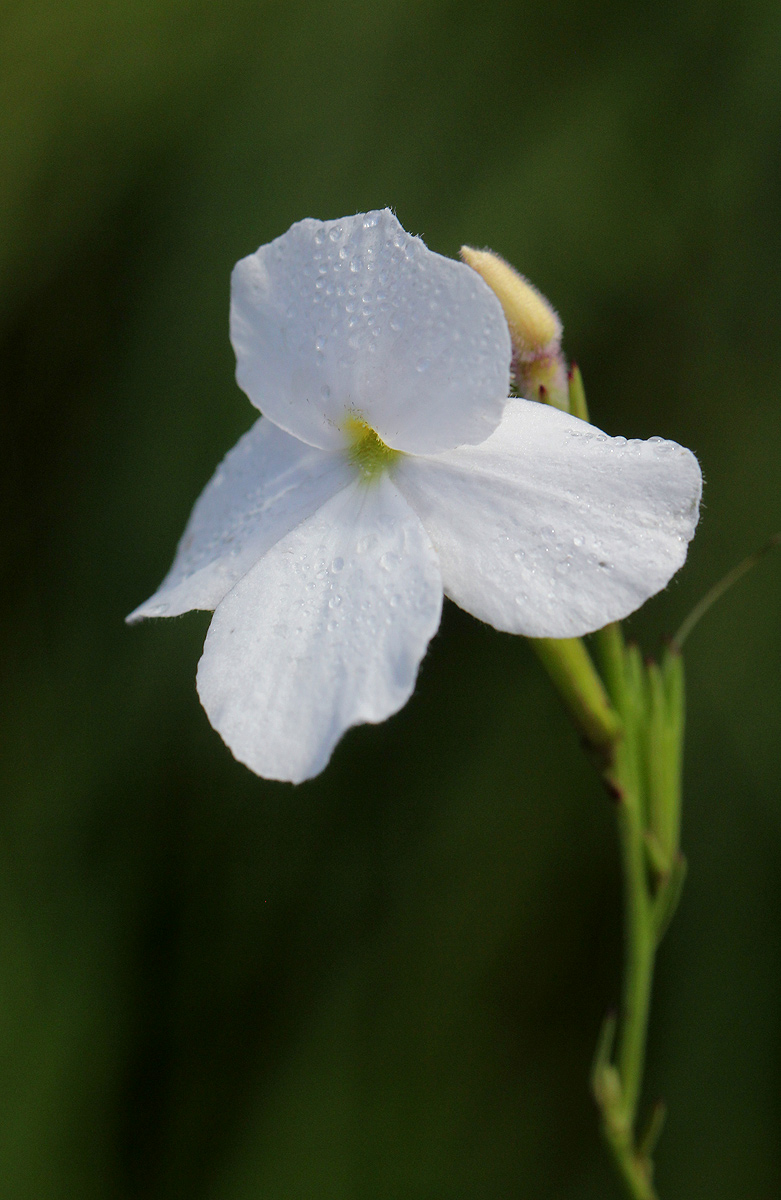 Striga pubiflora Striga pubiflora