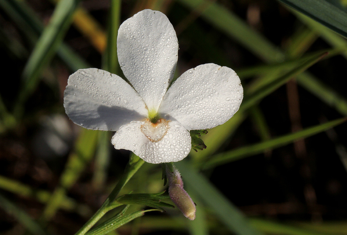 Striga pubiflora Striga pubiflora