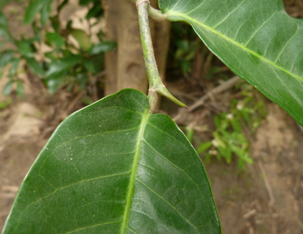 Treculia africana subsp. africana var. africana