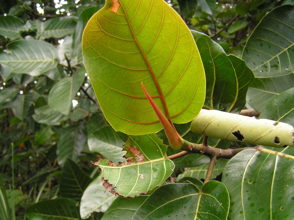 Ficus trichopoda Ficus trichopoda