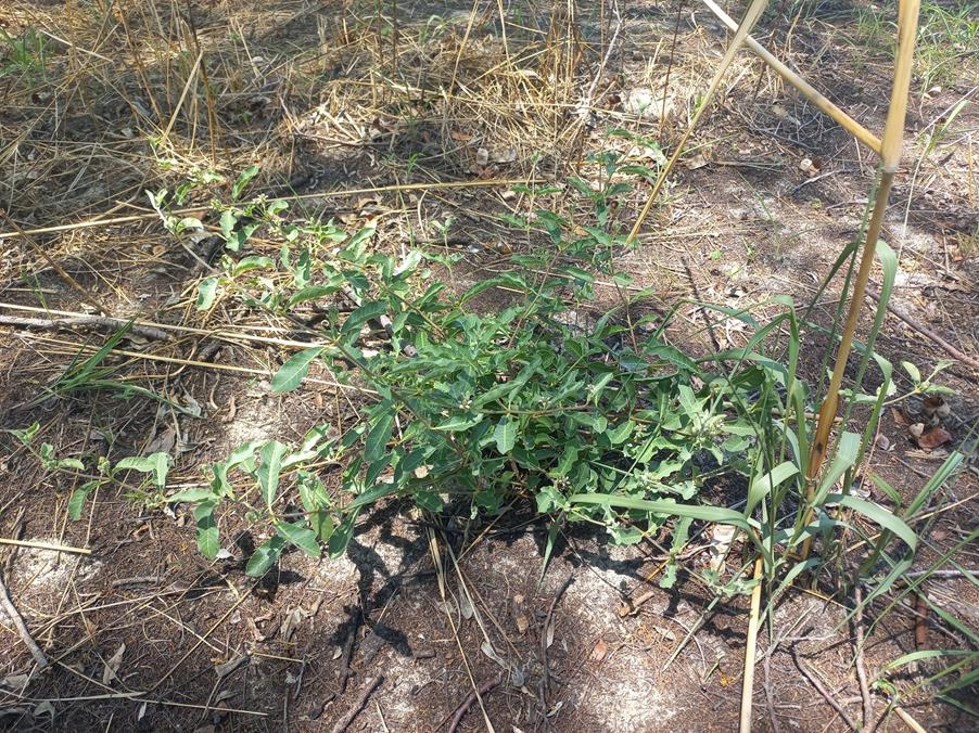 Raphionacme lanceolata