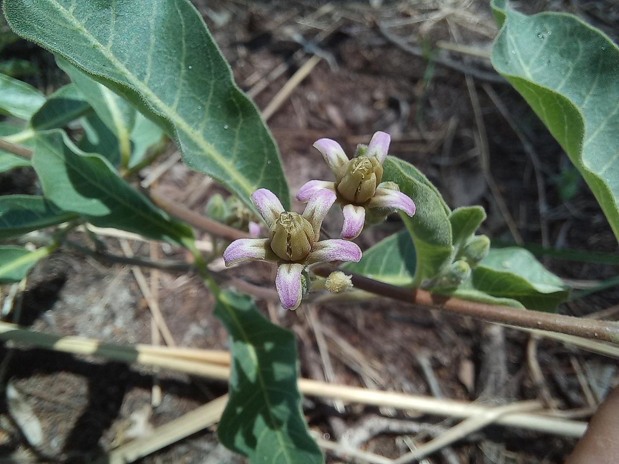 Raphionacme lanceolata
