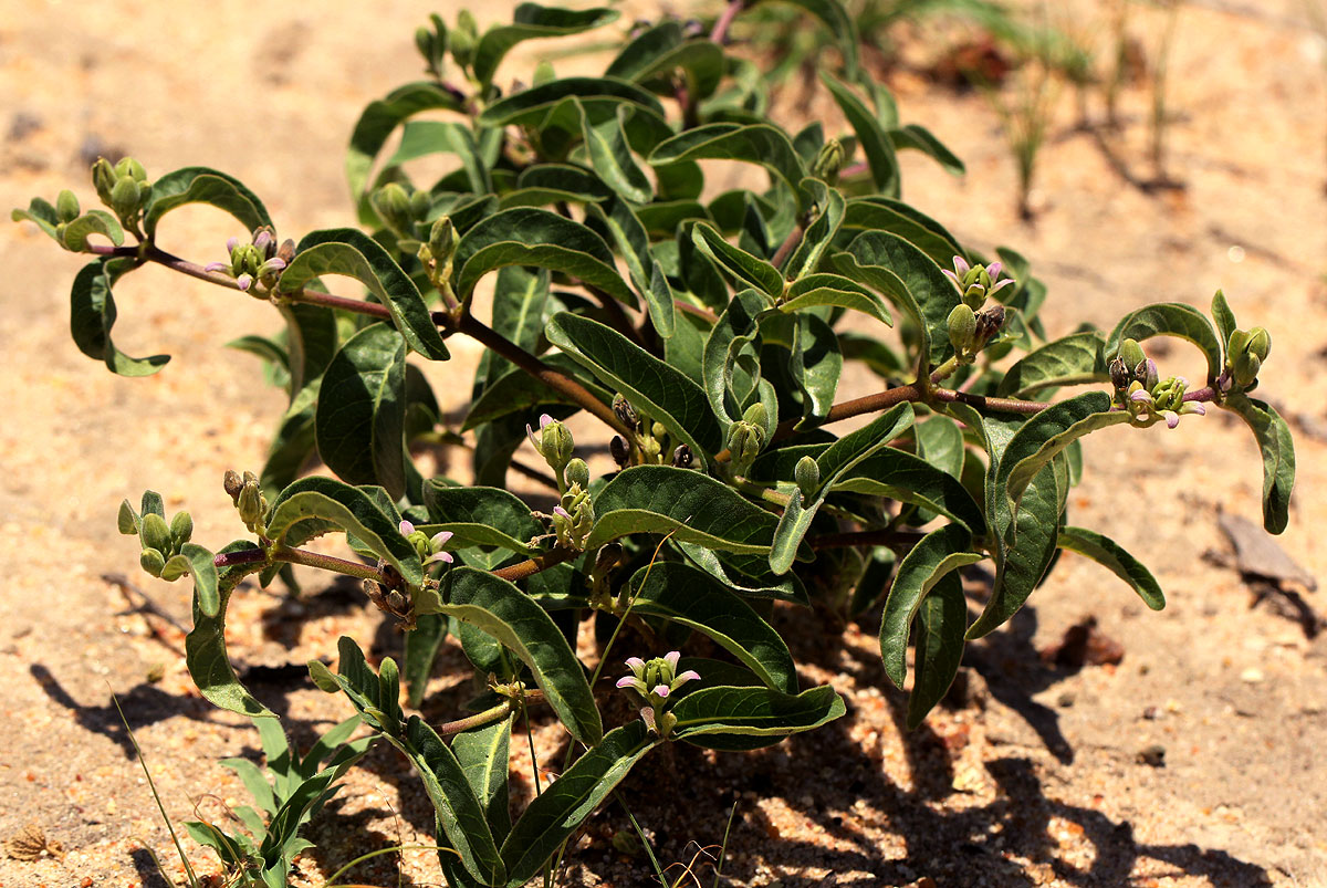 Raphionacme lanceolata Raphionacme lanceolata