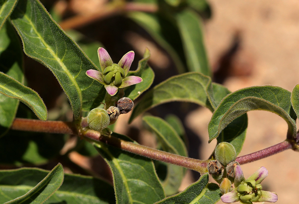 Raphionacme lanceolata Raphionacme lanceolata