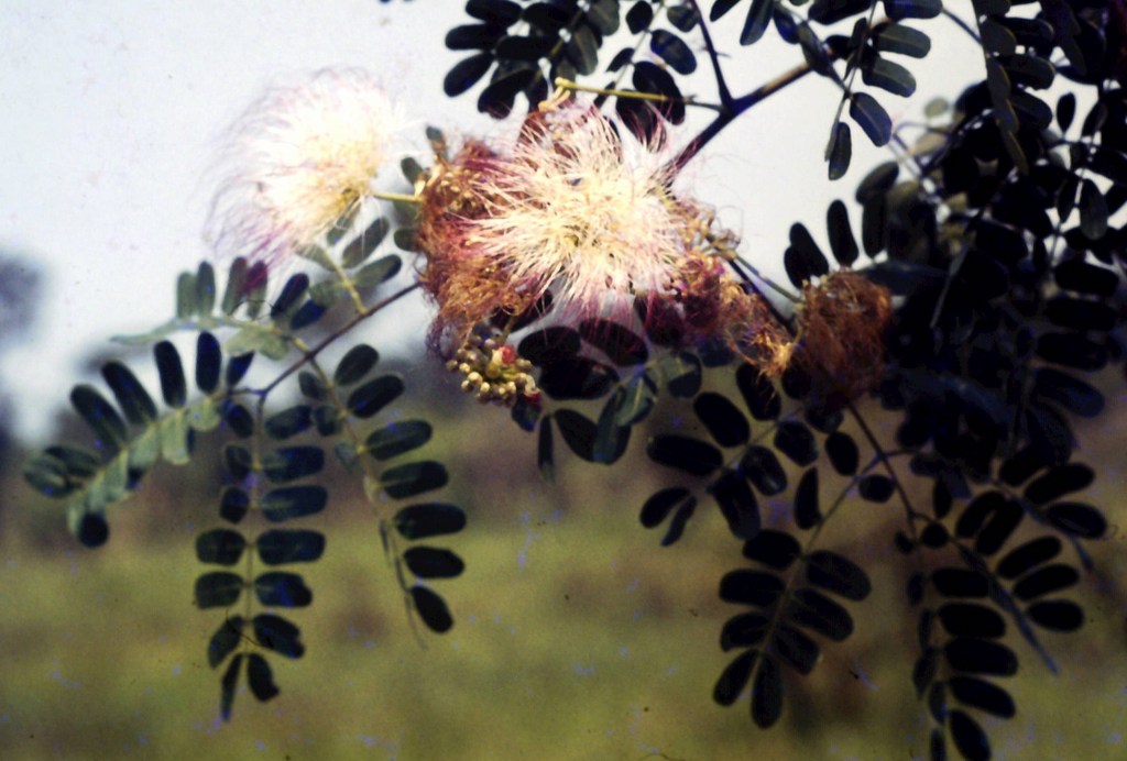 Flora Of Zambia Species Information Individual Images Albizia Coriaria Flora Of Zambia Species Information Individual Images Albizia Coriaria