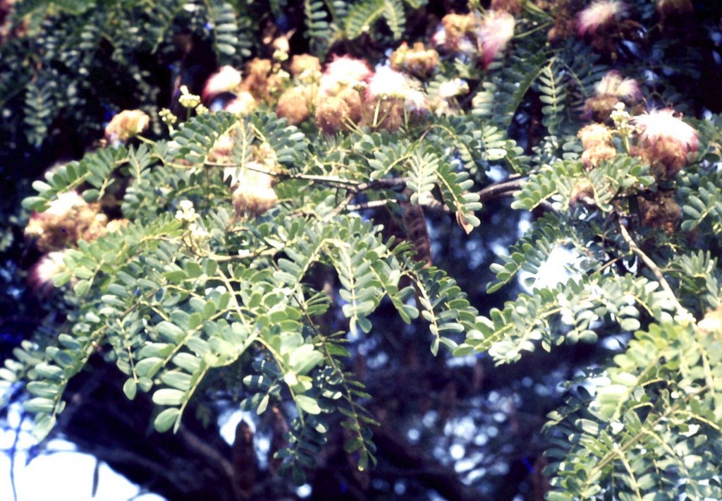 Flora Of Zambia Species Information Individual Images Albizia Coriaria Flora Of Zambia Species Information Individual Images Albizia Coriaria