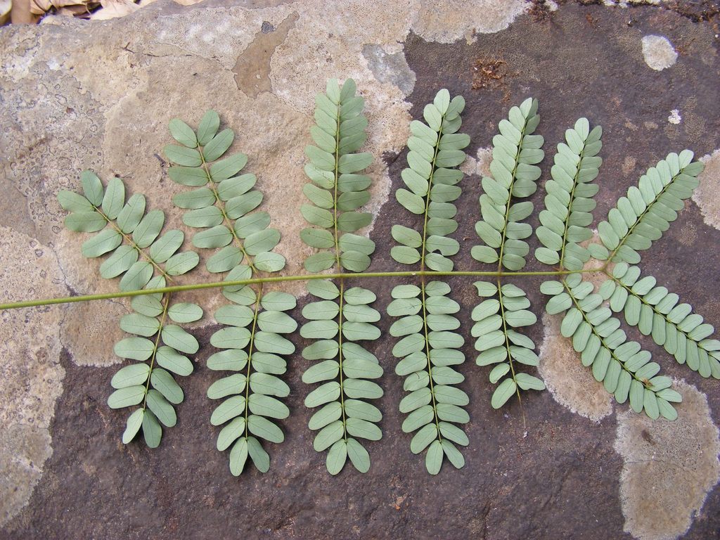 Flora Of Zambia Species Information Individual Images Albizia Coriaria Flora Of Zambia Species Information Individual Images Albizia Coriaria