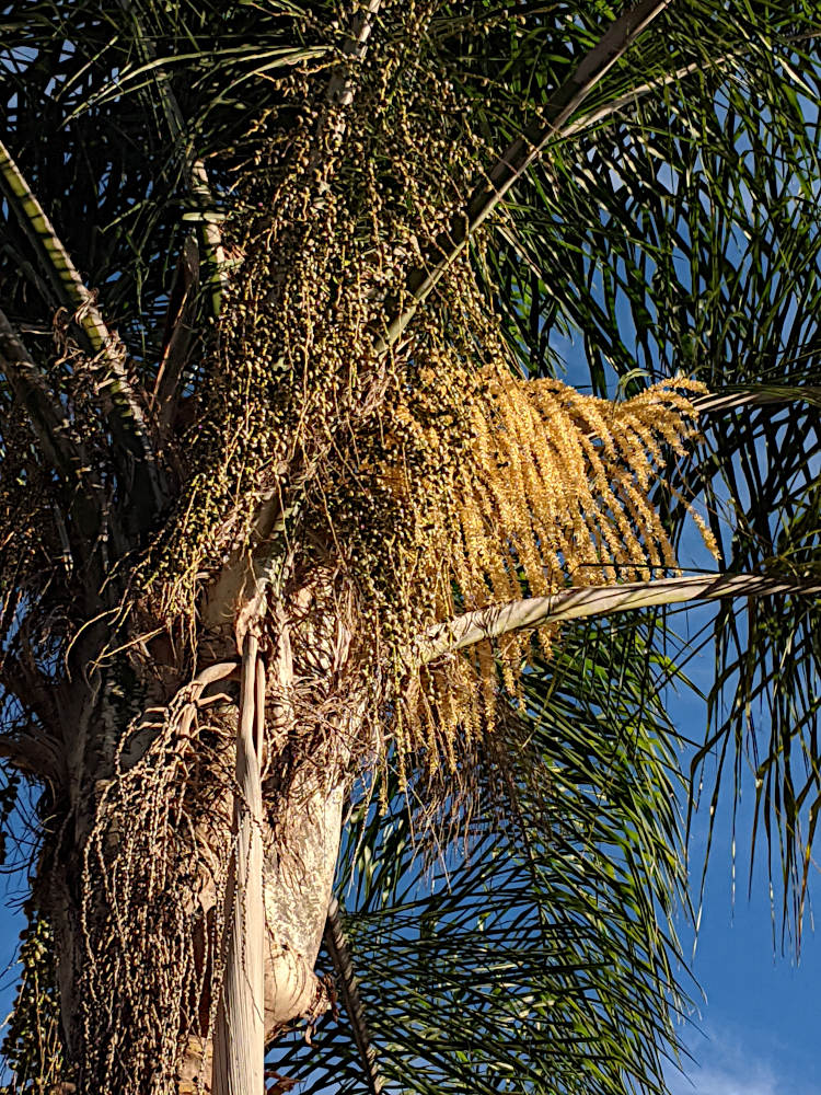 Syagrus romanzoffiana