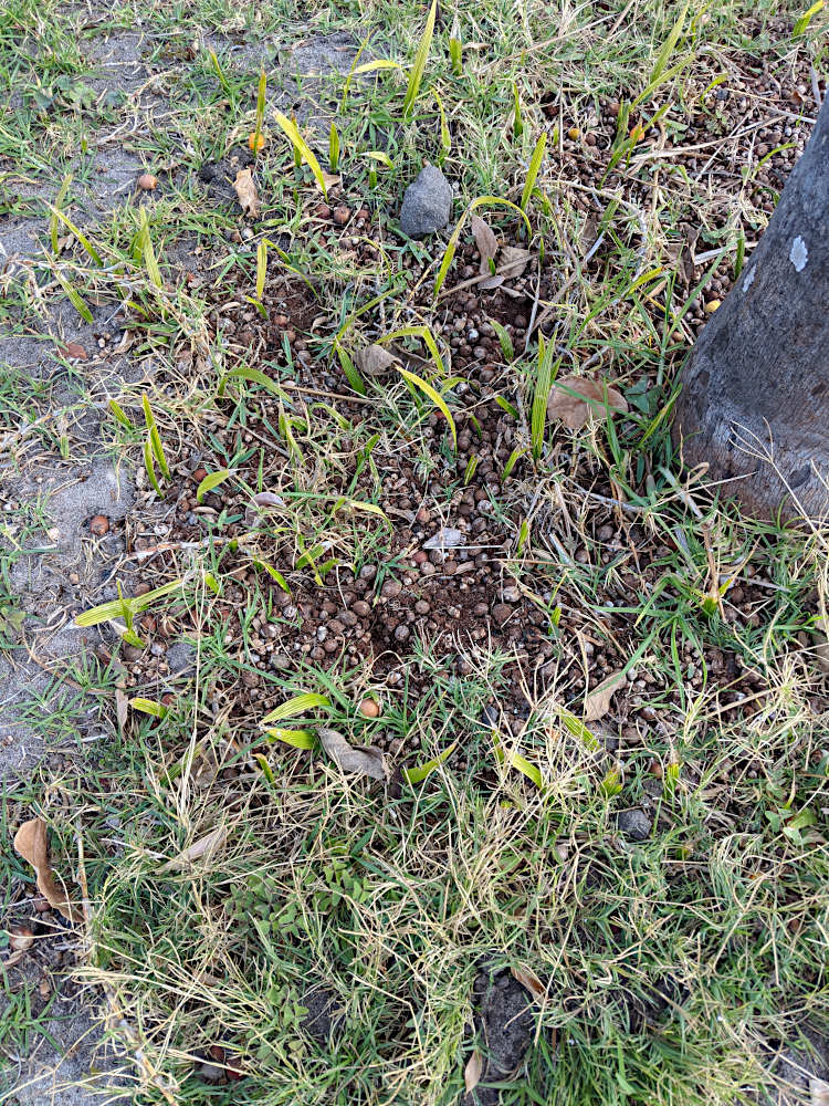 Syagrus romanzoffiana