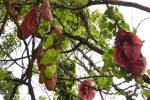 Aristolochia gigantea
