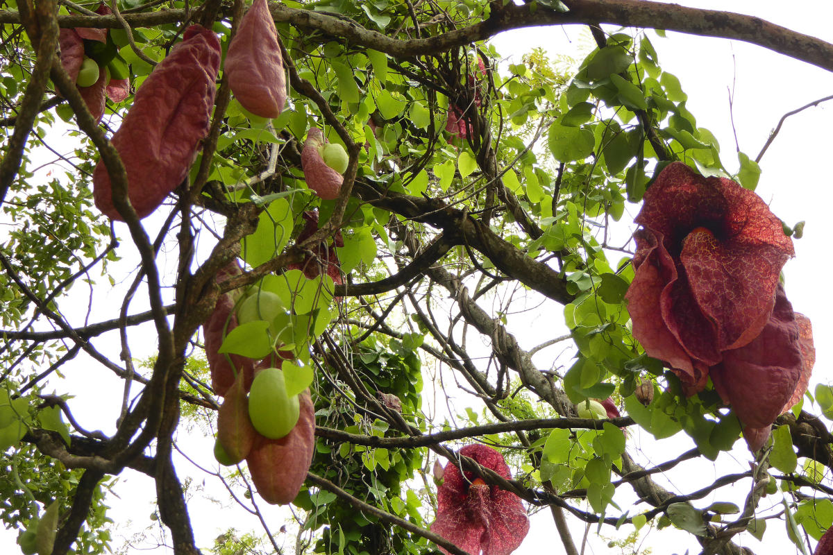 Aristolochia gigantea