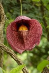 Aristolochia gigantea