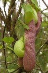 Aristolochia gigantea