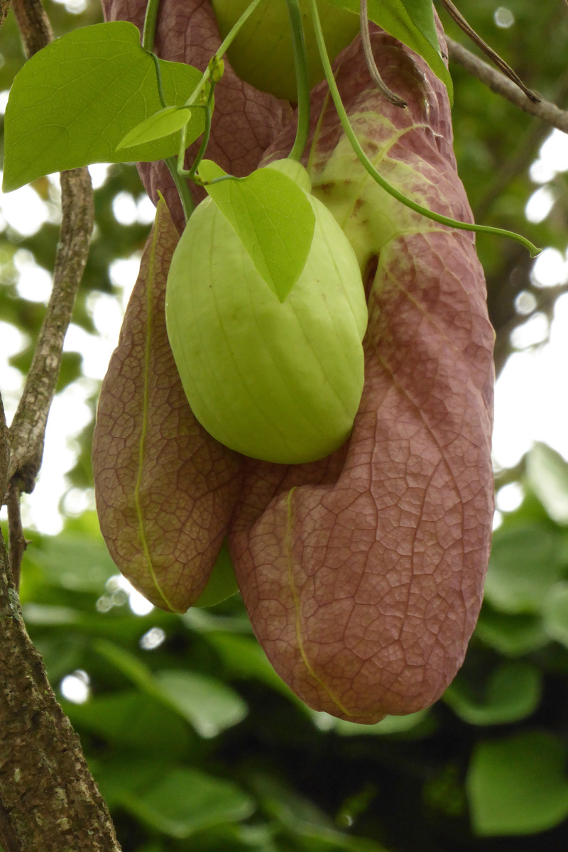 Aristolochia gigantea