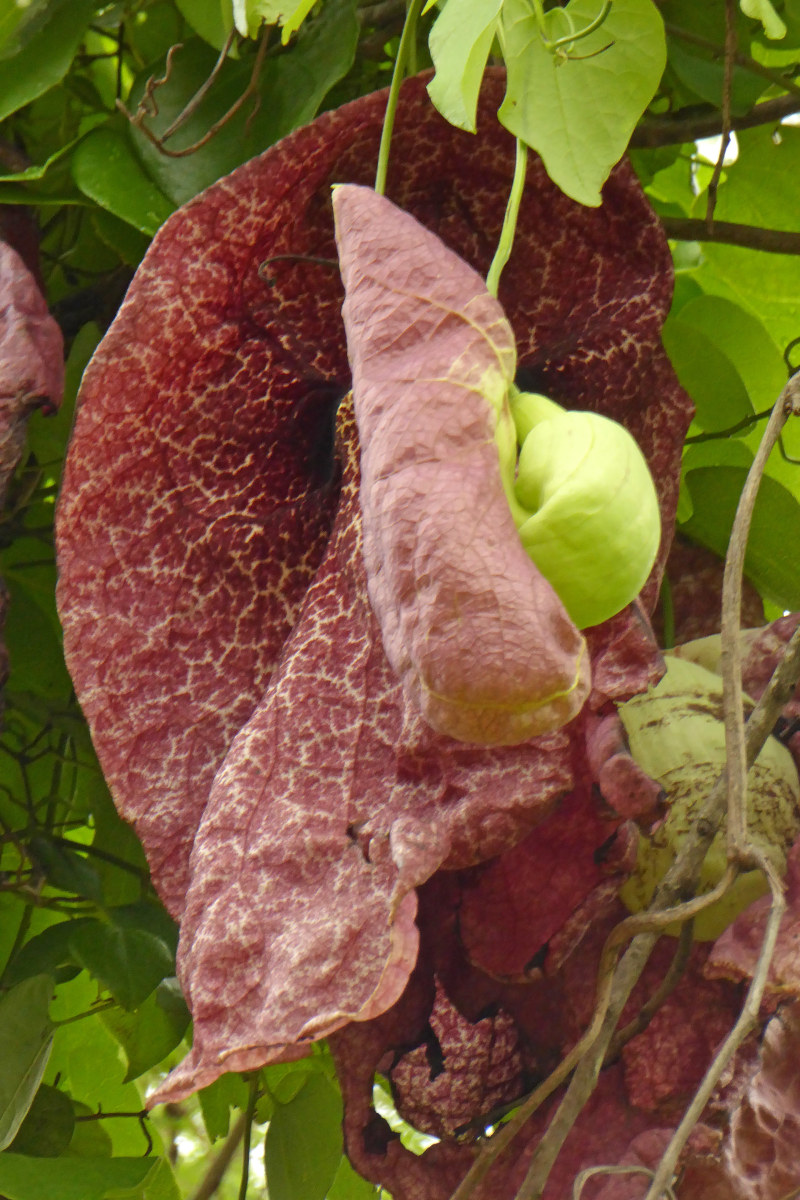 Aristolochia gigantea