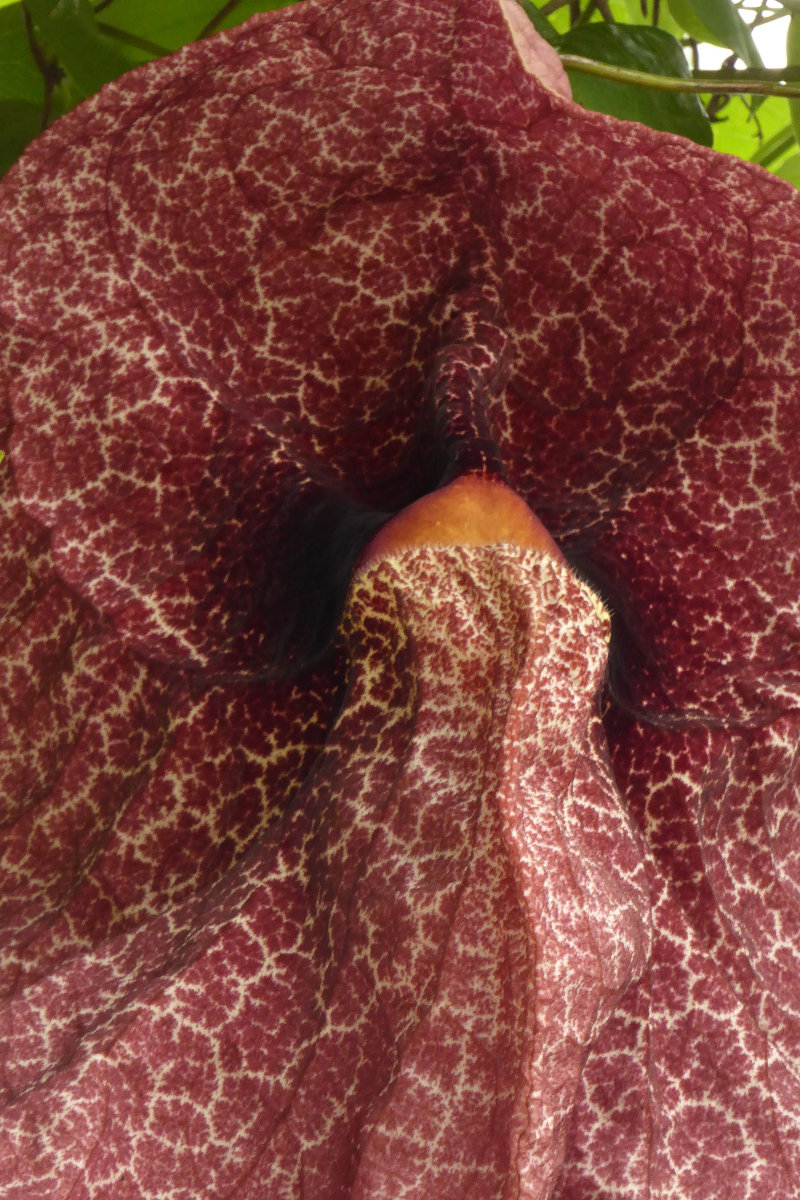 Aristolochia gigantea