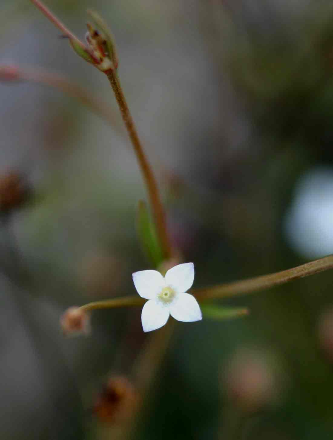 Oldenlandia herbacea