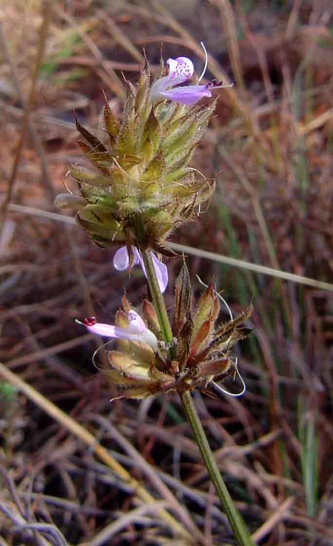 Dicliptera carvalhoi subsp. carvalhoi