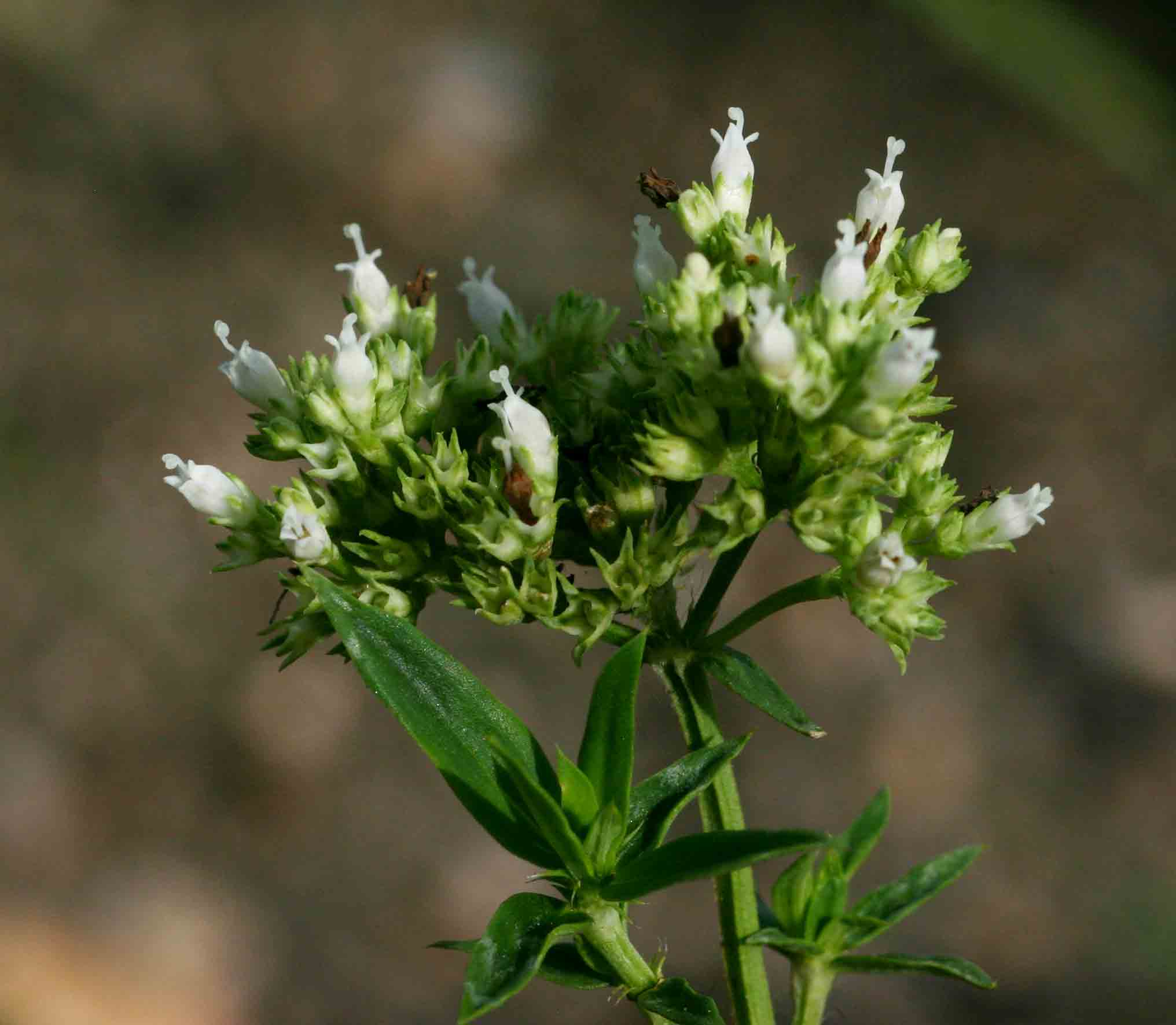 Agathisanthemum bojeri Agathisanthemum bojeri