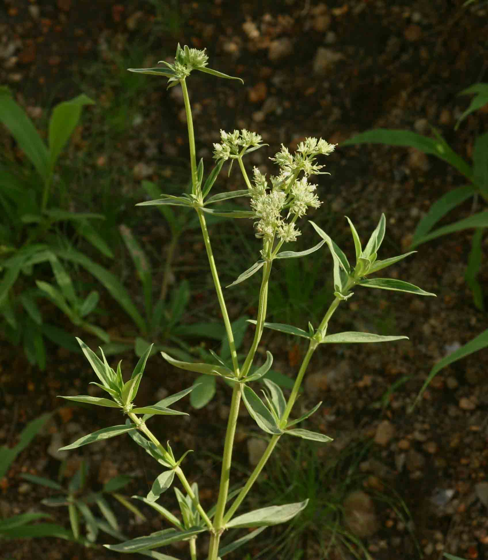 Agathisanthemum bojeri