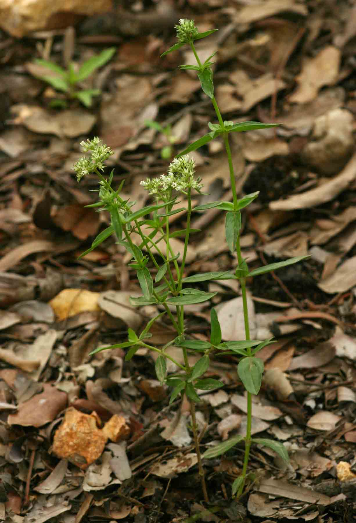 Agathisanthemum bojeri