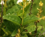 Pseuderanthemum carruthersii