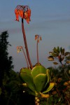 Cotyledon orbiculata var. orbiculata