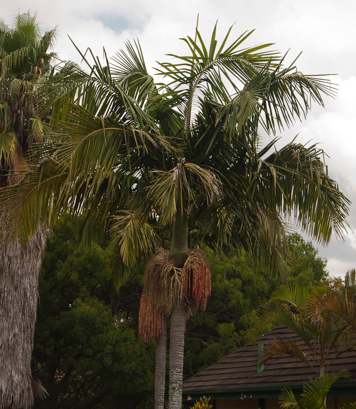 Archontophoenix alexandrae