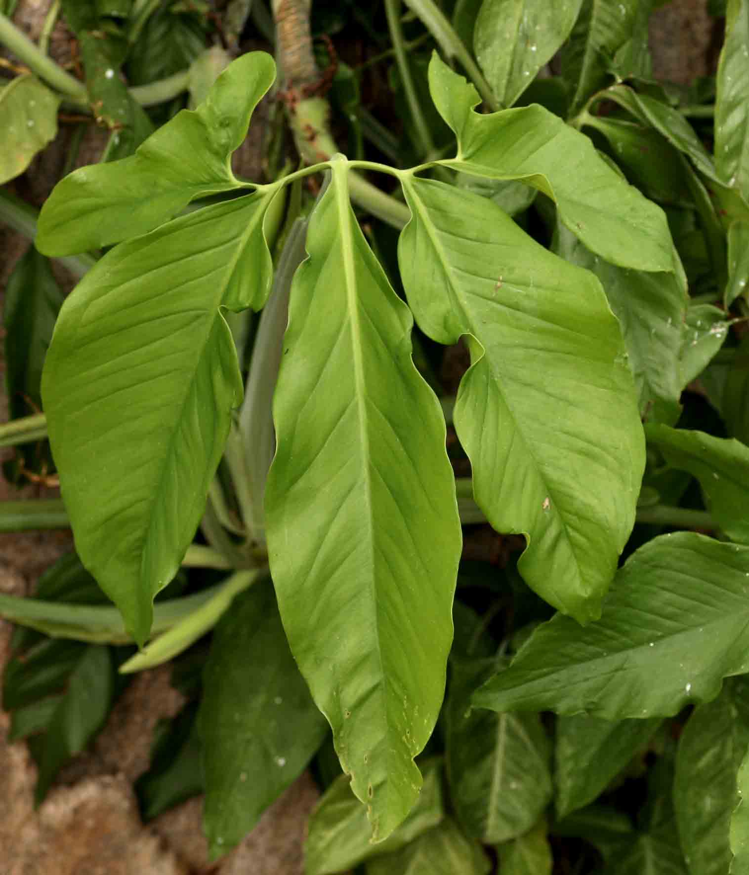 Syngonium podophyllum