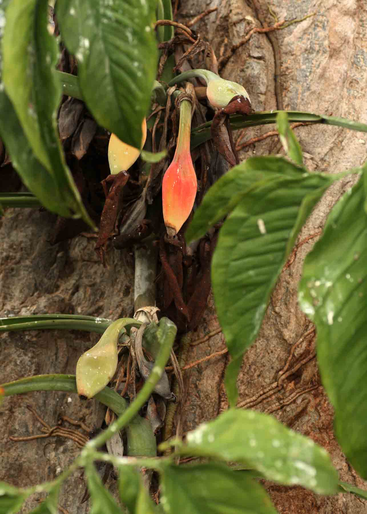 Syngonium podophyllum