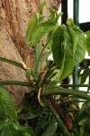 Syngonium podophyllum
