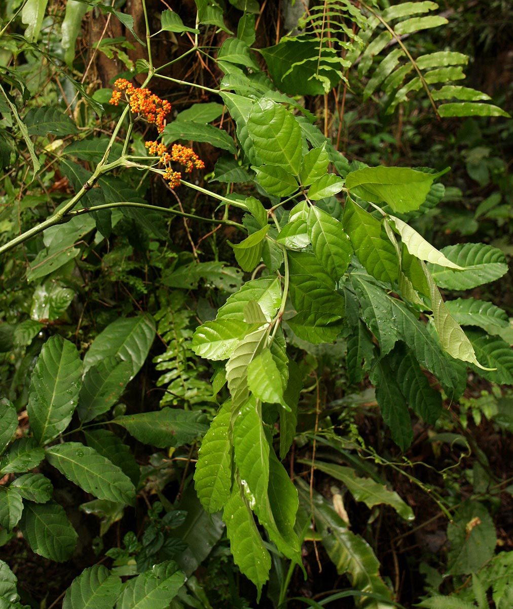 Leea guineensis