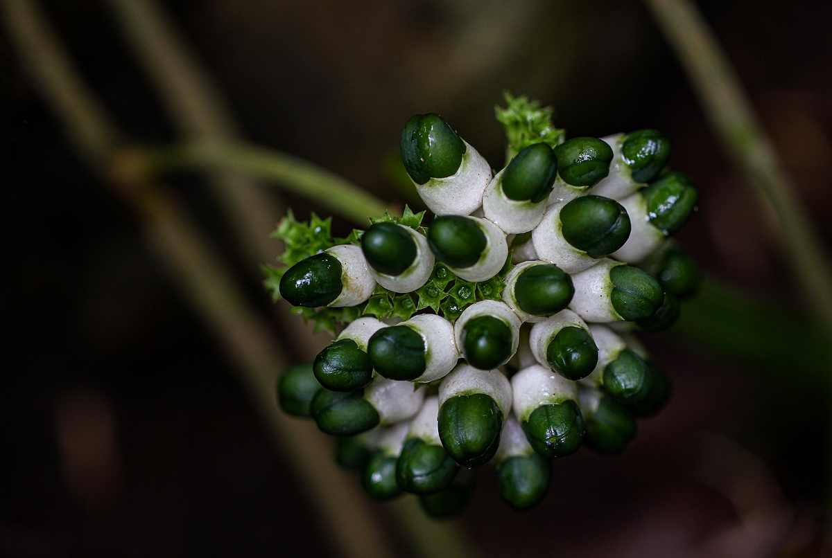 Clerodendrum schweinfurthii