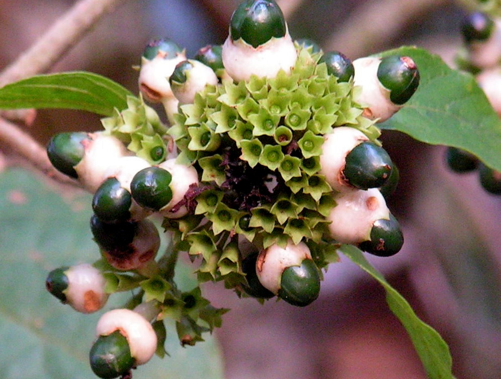 Clerodendrum schweinfurthii Clerodendrum schweinfurthii