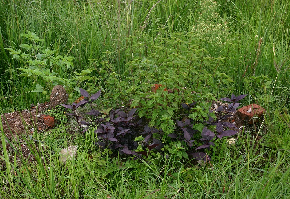 Alternanthera brasiliana