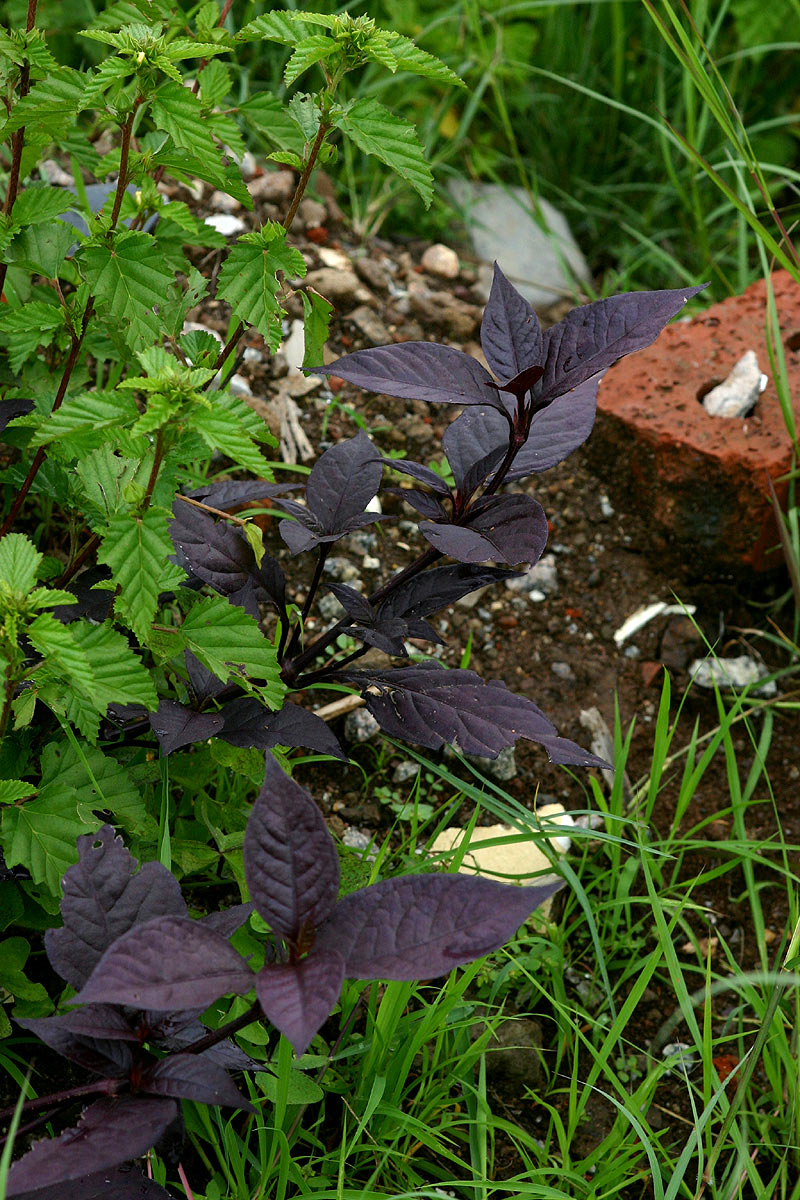 Alternanthera brasiliana