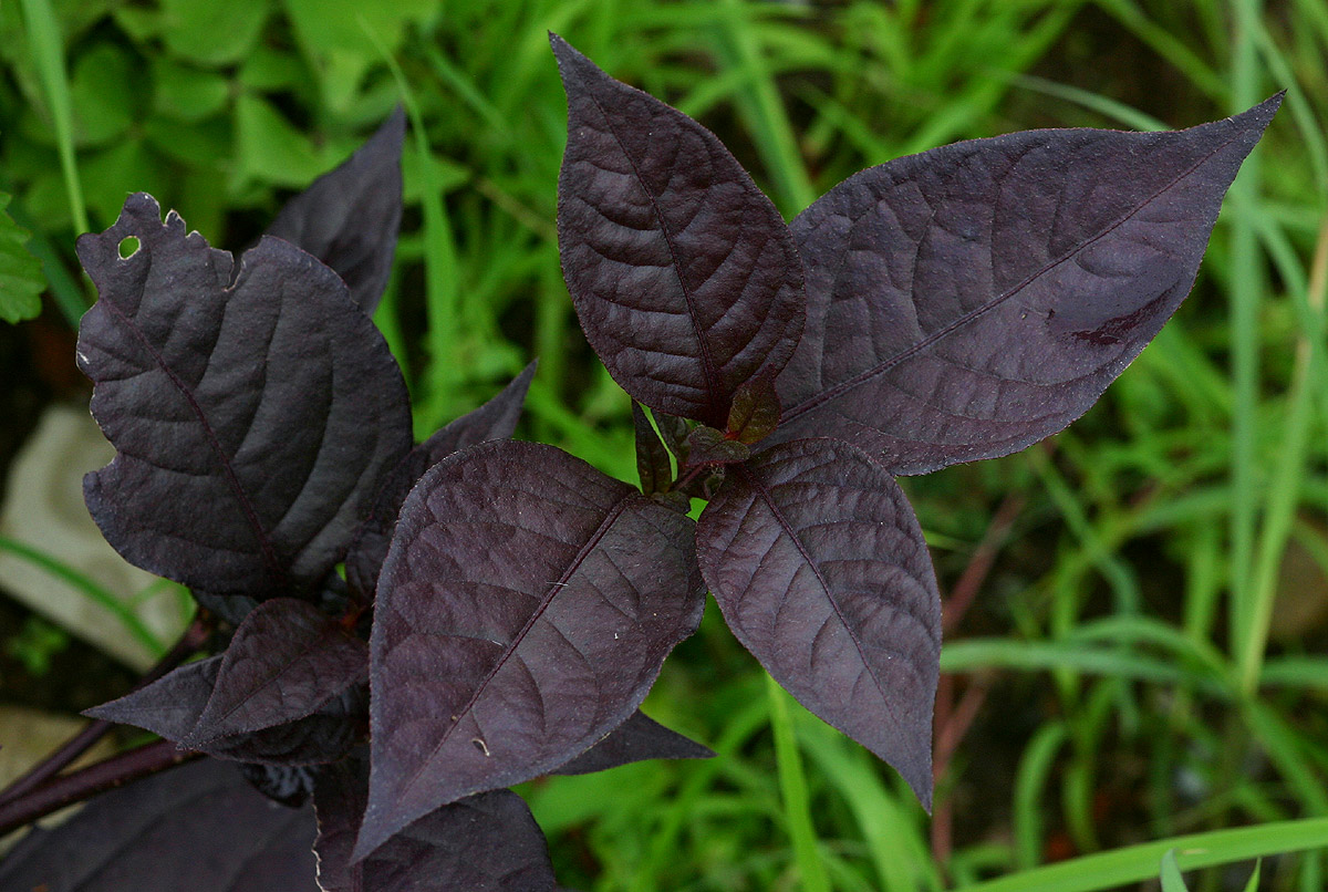 Alternanthera brasiliana