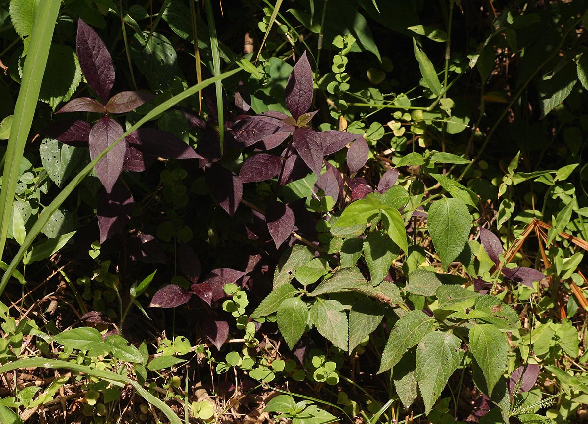 Alternanthera brasiliana