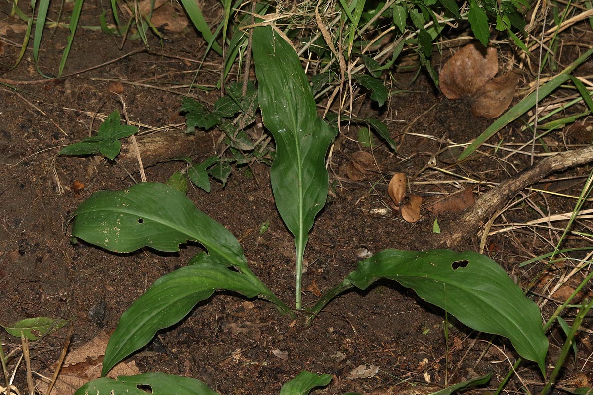 Kabuyea hostifolia