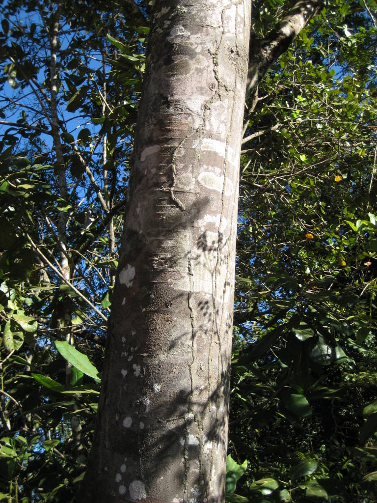 Aphanocalyx trapnellii