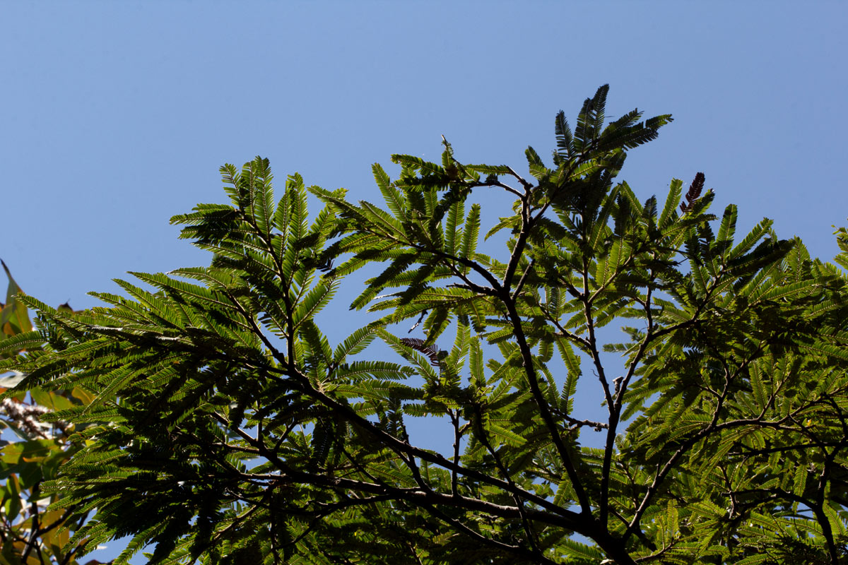 Brachystegia taxifolia