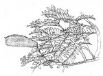 Brachystegia taxifolia