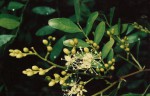 Copaifera baumiana