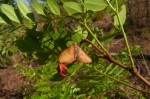 Copaifera baumiana