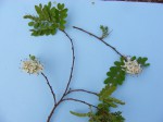 Cryptosepalum exfoliatum subsp. exfoliatum var. fruticosum 