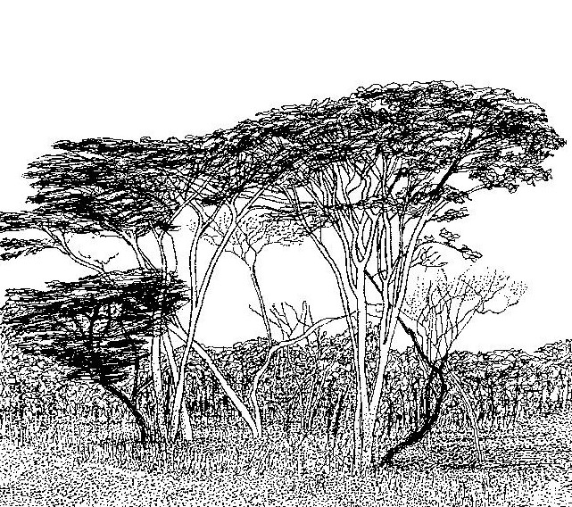 Cryptosepalum exfoliatum subsp. pseudotaxus