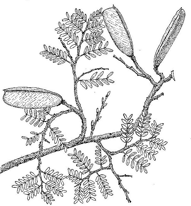 Cryptosepalum exfoliatum subsp. pseudotaxus