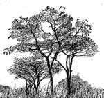 Isoberlinia angolensis var. niembaënsis